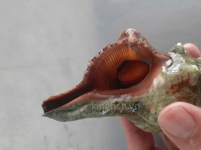 Ốc đỏ