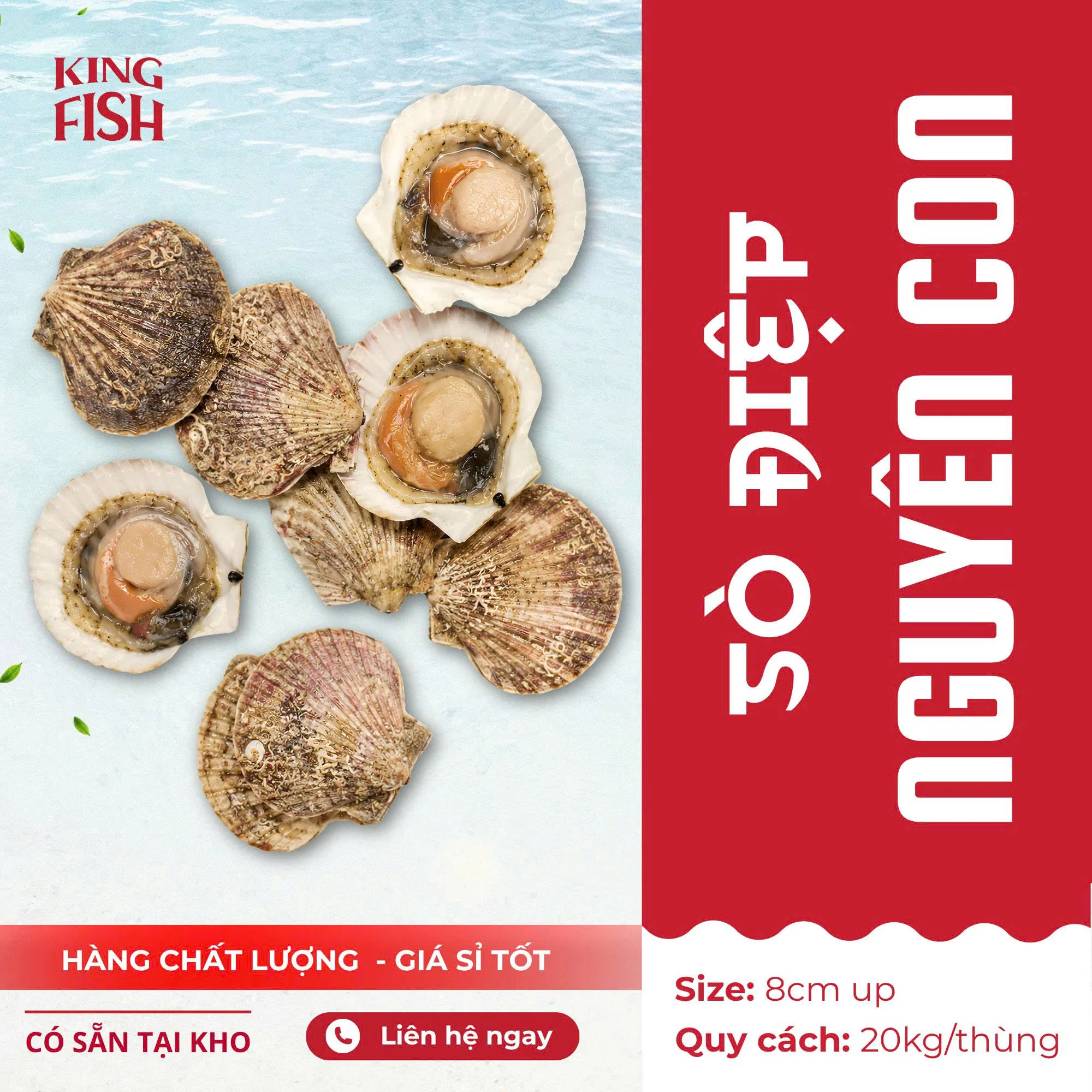Sò Điệp Nguyên Con - Có Trứng